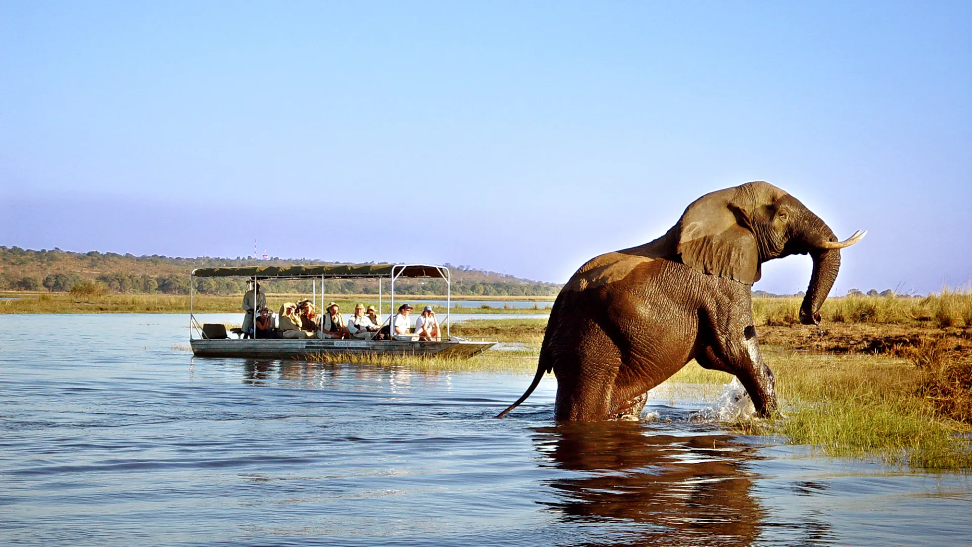 Elefant ved Chobe Safari Lodge i Botswana Elefant ved Chobe Safari Lodge i Botswana