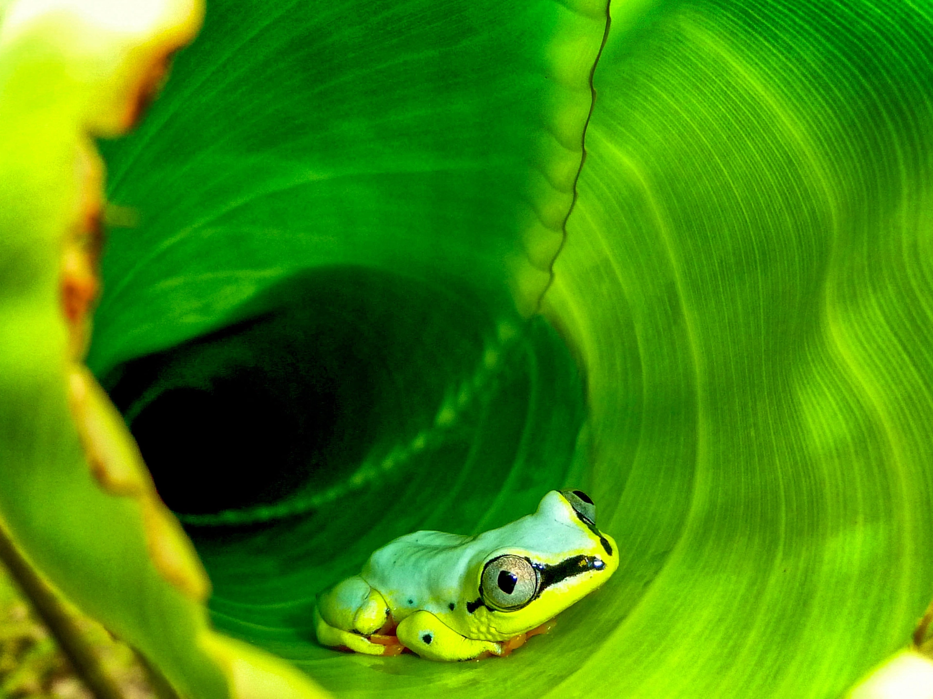 Liten frosk, Madagaskar