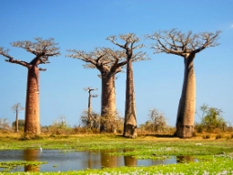 Baobabtrær, Madagaskar