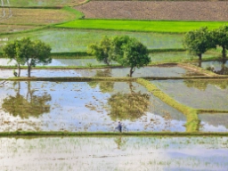 Rismarkene rundt Chau Doc er et vakkert sted å sykle